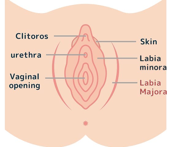 What is Labia Majora Reduction?